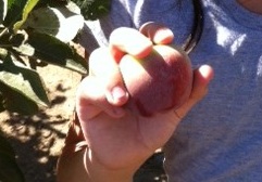 Picking Apples at the Apple Orchard