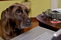 dog on the computer